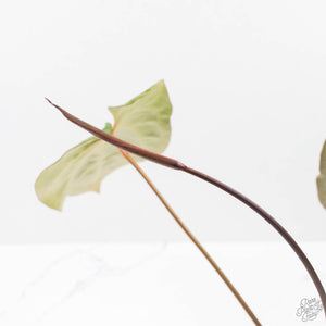 Anthurium  Zara '29' x  Dark and Handsome '9' by DocBlock (wk38-L187)
