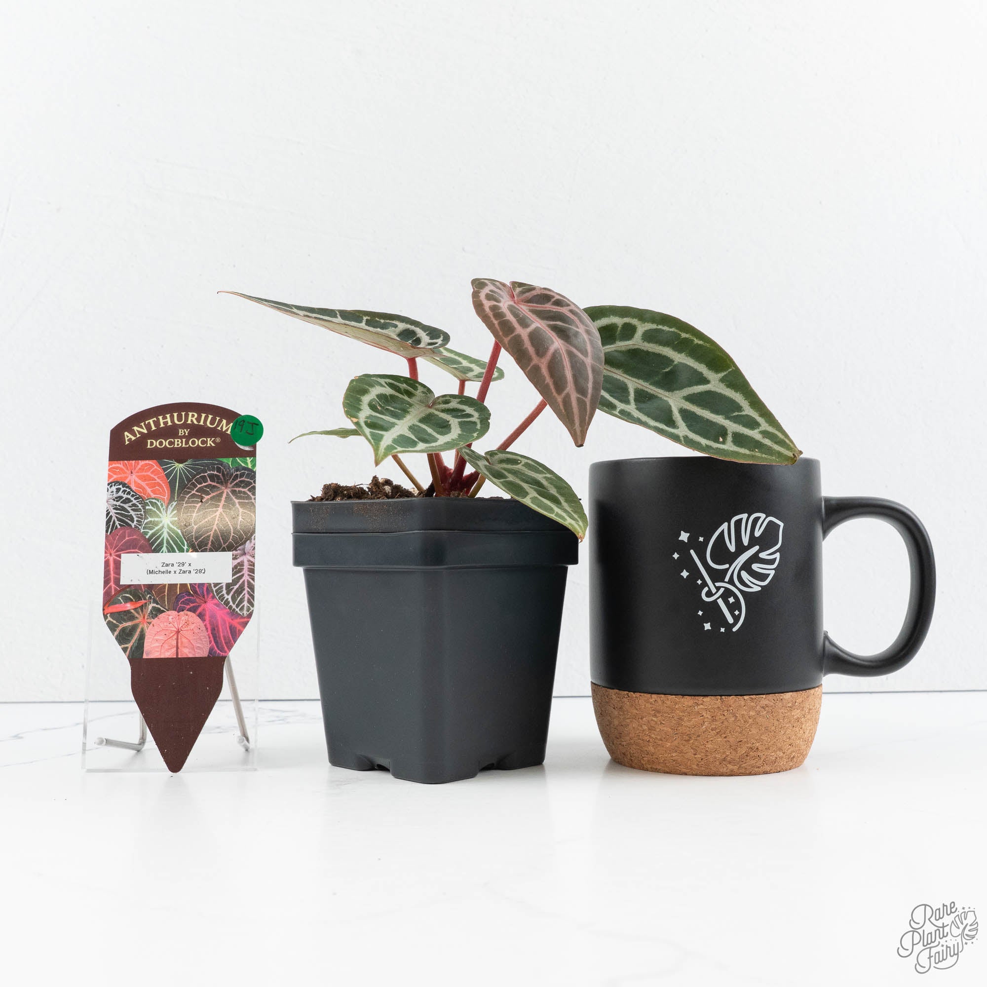 Anthurium Zara '29' × (Michelle® x Zara '28') byDocBlock® (wk19-J
