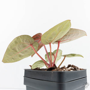 Anthurium Zara '29' × (Michelle® x Zara '28') byDocBlock® (wk19-J)