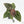 Anthurium Zara '29' × (Michelle® x Zara '28') byDocBlock® (wk19-J)
