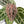Anthurium Zara '29' × (Michelle® x Zara '28') byDocBlock® (wk19-J)