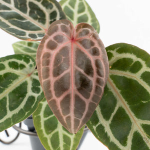 Anthurium Zara '29' × (Michelle® x Zara '28') byDocBlock® (wk19-J)