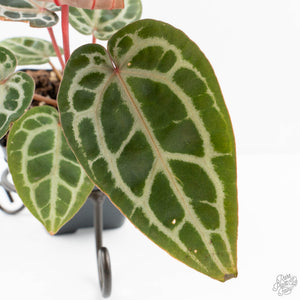 Anthurium Zara '29' × (Michelle® x Zara '28') byDocBlock® (wk19-J)