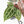 Anthurium Zara '29' × (Michelle® x Zara '28') byDocBlock® (wk19-J)