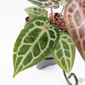 Anthurium Zara '29' × (Michelle® x Zara '28') byDocBlock® (wk19-J)