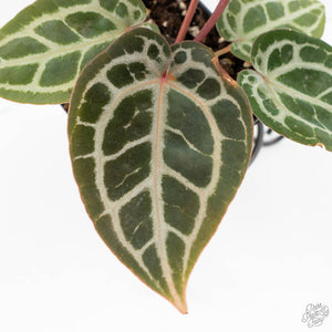 Anthurium Zara '29' × (Michelle® x Zara '28') byDocBlock® (wk19-J)