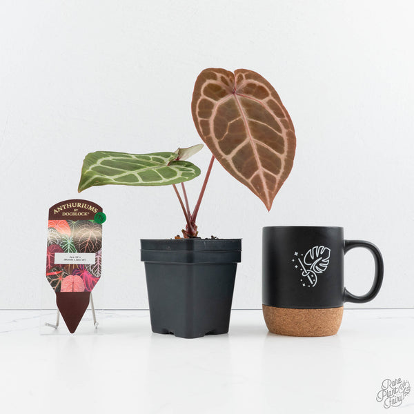 Anthurium Zara '29' × (Michelle® x Zara '28') byDocBlock® (wk19-Y