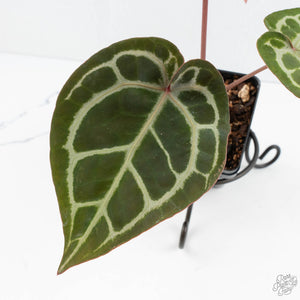 Anthurium Zara '29' × (Michelle® x Zara '28') byDocBlock® (wk19-Y)