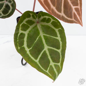 Anthurium Zara '29' × (Michelle® x Zara '28') byDocBlock® (wk19-Y)