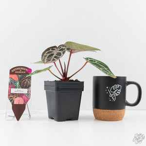 Anthurium Zara '29' × (Michelle® x Zara '28') byDocBlock® (wk29-H)