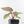Anthurium Zara '29' × (Michelle® x Zara '28') byDocBlock® (wk29-H)