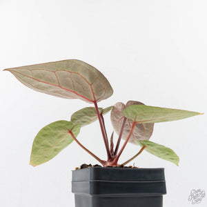 Anthurium Zara '29' × (Michelle® x Zara '28') byDocBlock® (wk29-H)
