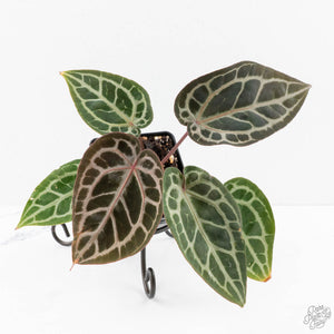 Anthurium Zara '29' × (Michelle® x Zara '28') byDocBlock® (wk29-H)