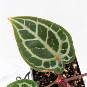 Anthurium Zara '29' × (Michelle® x Zara '28') byDocBlock® (wk29-H)