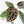 Anthurium Zara '29' × (Michelle® x Zara '28') byDocBlock® (wk29-H)