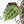 Anthurium Zara '29' × (Michelle® x Zara '28') byDocBlock® (wk29-H)