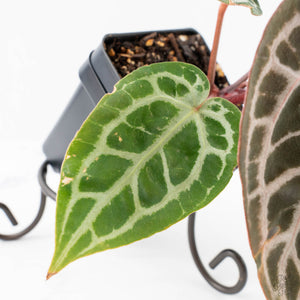 Anthurium Zara '29' × (Michelle® x Zara '28') byDocBlock® (wk29-H)
