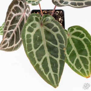 Anthurium Zara '29' × (Michelle® x Zara '28') byDocBlock® (wk29-H)