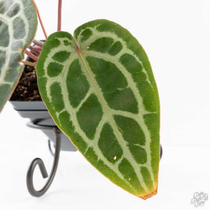 Anthurium Zara '29' × (Michelle® x Zara '28') byDocBlock® (wk29-H)