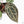 Anthurium Zara '29' × (Michelle® x Zara '28') byDocBlock® (wk29-H)