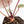 Anthurium Zara '29' × (Michelle® x Zara '28') byDocBlock® (wk29-H)
