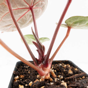 Anthurium Zara '29' × (Michelle® x Zara '28') byDocBlock® (wk29-H)