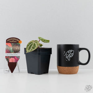 Variegated Anthurium Zara '29' x (Michelle x Zara '28') by DocBlock (wk44-U201)