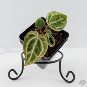 Variegated Anthurium Zara '29' x (Michelle x Zara '28') by DocBlock (wk44-U201)