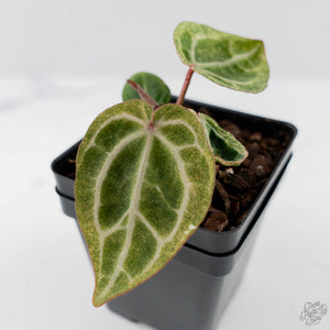 Variegated Anthurium Zara '29' x (Michelle x Zara '28') by DocBlock (wk44-U201)