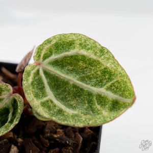 Variegated Anthurium Zara '29' x (Michelle x Zara '28') by DocBlock (wk44-U201)