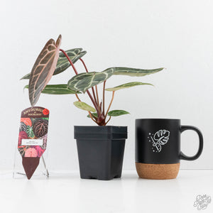 Anthurium Zara '29' × (Michelle® x Zara '28') byDocBlock® (wk25-C)