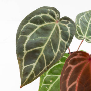 Anthurium Zara '29' × (Michelle® x Zara '28') byDocBlock® (wk25-C)