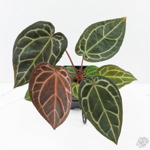 Anthurium Zara '29' × (Michelle® x Zara '28') byDocBlock® (wk25-C)
