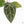 Anthurium Zara '29' × (Michelle® x Zara '28') byDocBlock® (wk25-C)