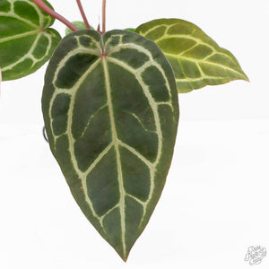 Anthurium Zara '29' × (Michelle® x Zara '28') byDocBlock® (wk25-C)