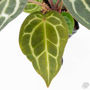 Anthurium Zara '29' × (Michelle® x Zara '28') byDocBlock® (wk25-C)