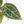 Anthurium Zara '29' × (Michelle® x Zara '28') byDocBlock® (wk25-C)