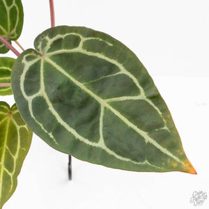 Anthurium Zara '29' × (Michelle® x Zara '28') byDocBlock® (wk25-C)