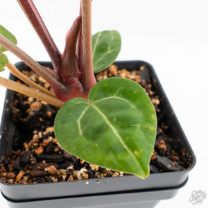Anthurium Zara '29' × (Michelle® x Zara '28') byDocBlock® (wk25-C)
