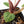 Anthurium Zara '29' × (Michelle® x Zara '28') byDocBlock® (wk25-C)