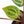 Anthurium Zara '29' × (Michelle® x Zara '28') byDocBlock® (wk25-C)