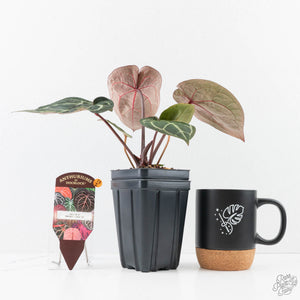 Anthurium Zara '29' × (Michelle® x Zara '28') byDocBlock® (wk28-I)