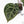 Anthurium Zara '29' × (Michelle® x Zara '28') byDocBlock® (wk28-I)