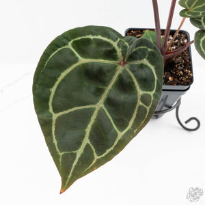 Anthurium Zara '29' × (Michelle® x Zara '28') byDocBlock® (wk28-I)