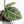 Anthurium Zara '29' × (Michelle® x Zara '28') byDocBlock® (wk28-I)