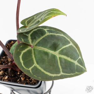 Anthurium Zara '29' × (Michelle® x Zara '28') byDocBlock® (wk28-I)