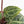 Anthurium Zara '29' × (Michelle® x Zara '28') byDocBlock® (wk28-I)
