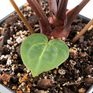 Anthurium Zara '29' × (Michelle® x Zara '28') byDocBlock® (wk28-I)