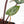 Anthurium Zara '29' × (Michelle® x Zara '28') byDocBlock® (wk28-I)