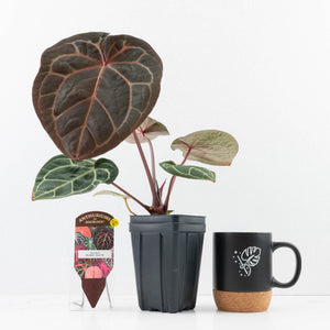 Anthurium Zara '29' × (Michelle® x Zara '28') byDocBlock® (wk35-L89)